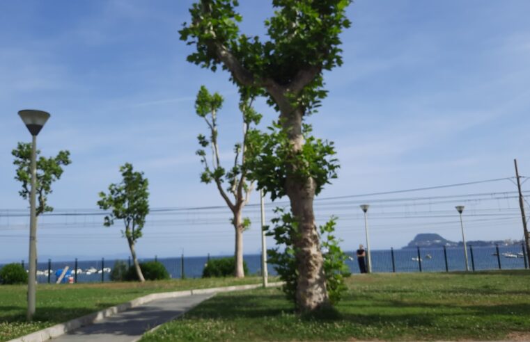 Árvores na praia
